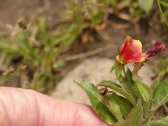 Oenothera epilobiifolia