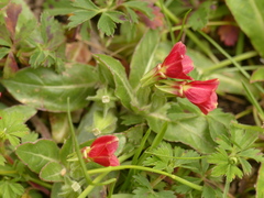 Oenothera epilobiifolia