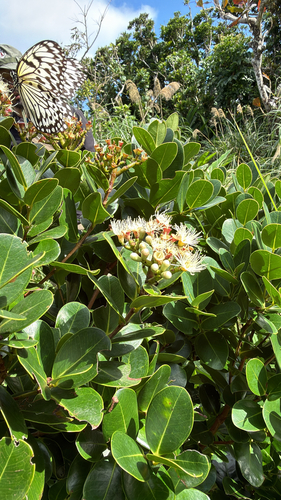 Syzygium paucivenium, photograph 1