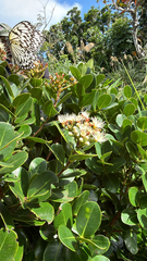 Syzygium paucivenium