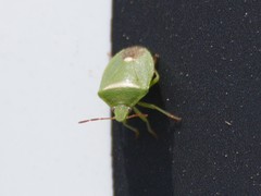 Ocirrhoe unimaculata
