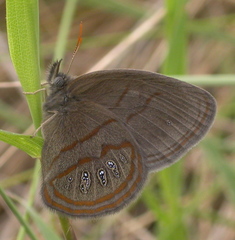 Neonympha areolatus