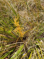 Aciphylla anomala