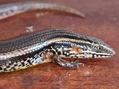 Subdoluseps bowringii