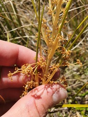 Aciphylla anomala