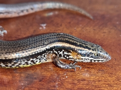 Subdoluseps bowringii