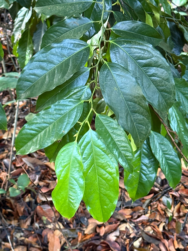 Xanthophyllum vitellinum observed 2025-12-18