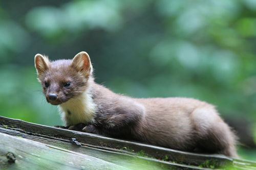 Eurasian Pine Marten