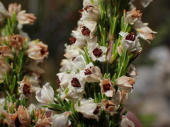 Erica pseudocalycina