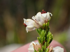 Erica pseudocalycina