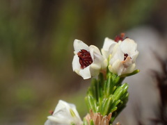 Erica pseudocalycina