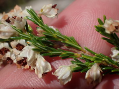Erica pseudocalycina
