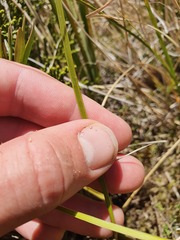Aciphylla anomala