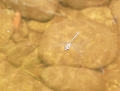 Austroaeschna atrata