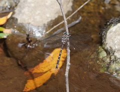 Austroaeschna atrata