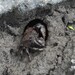 アシハラガニモドキ