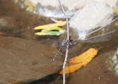 Austroaeschna atrata