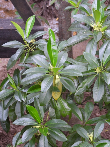 upriver orange mangrove (Bruguiera sexangula)