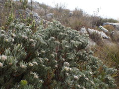 Leucadendron singulare