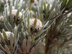Leucadendron singulare