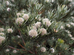 Leucadendron singulare