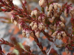 Erica rosacea
