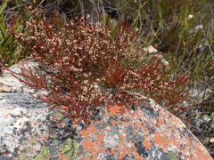 Erica rosacea
