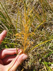 Aciphylla anomala