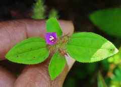 Osbeckia muralis