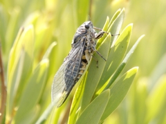 Physeema labyrinthica