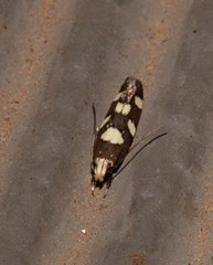 Limnaecia tetraplanetis