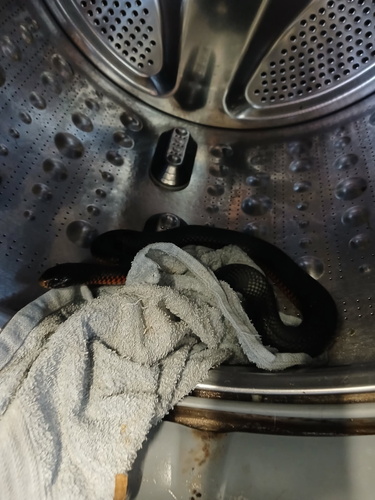 Red-bellied Black Snake sighting