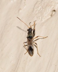 Pseudopachybrachius guttus
