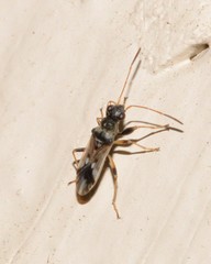 Pseudopachybrachius guttus