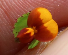 Geissaspis cristata tenella