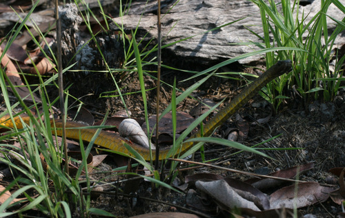 Common Tree Snake sighting