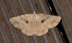 Aeolochroma quadrilinea