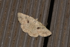 Aeolochroma quadrilinea