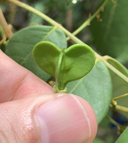Guioa pleuropteris observed 2020-01-19