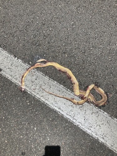 Brown Tree Snake sighting