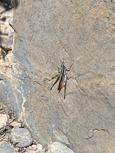 Texas Mermiria