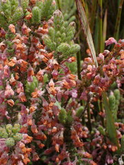 Erica nervata