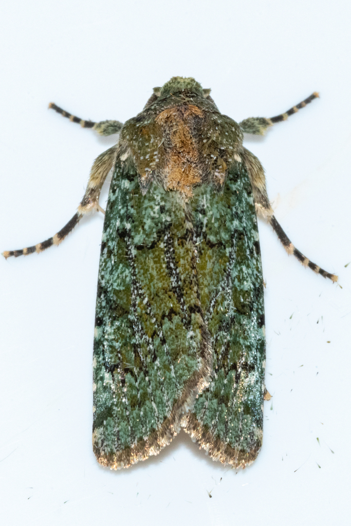 Suring Moth