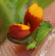 Geissaspis cristata tenella