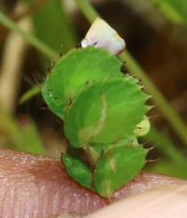 Geissaspis cristata tenella
