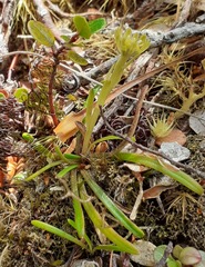 Abrotanella linearis