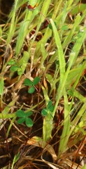 Geissaspis cristata tenella