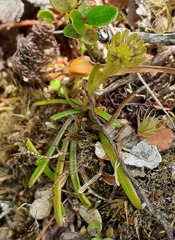 Abrotanella linearis