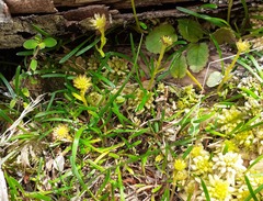 Abrotanella linearis