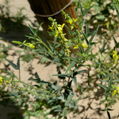 Crotalaria sphaerocarpa sphaerocarpa